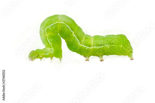 Foto: Caterpillar on white Caterpillar on white