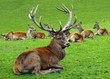 Der König des Waldes