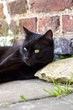 Chat - Animal - Repos - Calme Chat - Animal - Repos - Calme