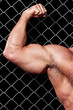 Bodybuilder