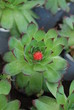 Echeveria glauca plant