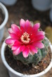 Cactus Flower Cactus Flower