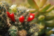 Cactus Flower Plants Cactus Flower Plants