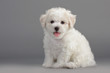 Bichon Frise puppies