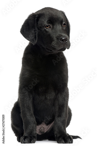 Labrador Puppy Sitting