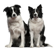 Photos : Border collies 1 and 9 years old, sitting