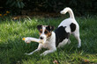 jack russel