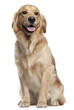 Golden Retriever, 1 and a half years old, sitting