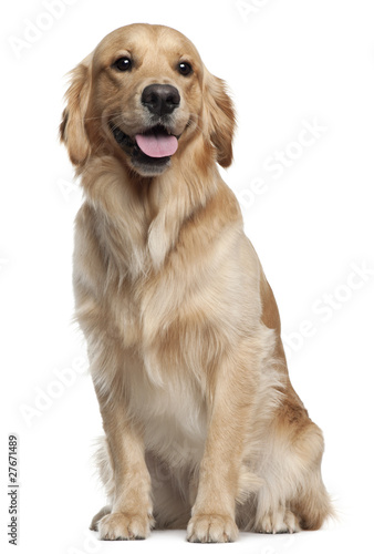Photo: Golden Retriever, 1 and a half years old, sitting Golden Retriever, 1 and a half years old, sitting