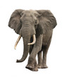elephant approaching isolated elephant approaching isolated