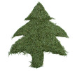 Green tree of the needles
