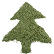 Green tree of the needles
