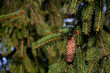 Tannenzapfen am Baum