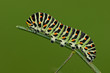 papilio machaon