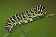 Papilio Machaon