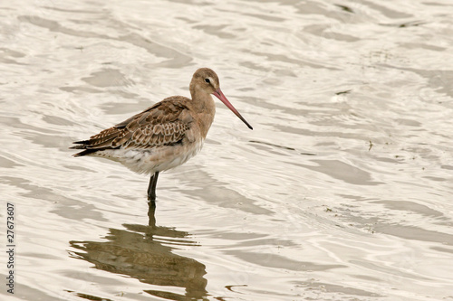 Photo : Limosa limosa Limosa limosa