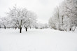 Trees in park covered by snow