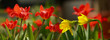 Tulpen - Banner