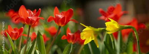 Photo: Tulpen - Banner Tulpen - Banner