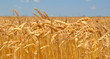 Gold wheat field