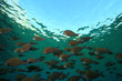 Shoal of Dusky Surgeonfishes