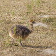 Photo: Cute Baby Ostrich Cute Baby Ostrich