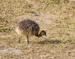 Cute Baby Ostrich