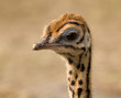 Photo: Cute Baby Ostrich Cute Baby Ostrich
