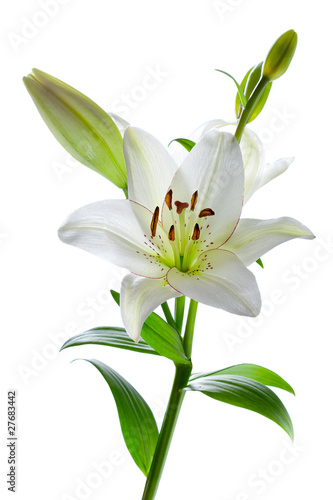 Foto: Beautiful lily flowers, isolated on white Beautiful lily flowers, isolated on white