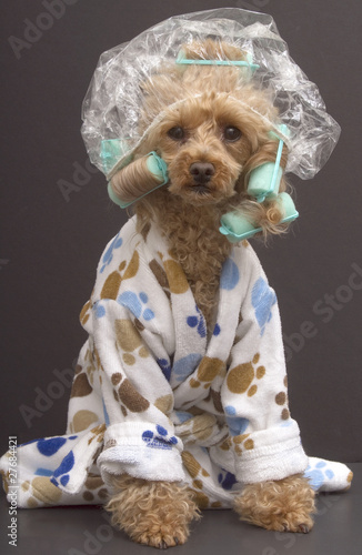 Photo: Bathroom Dog Bathroom Dog