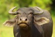 Buffle