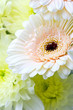 Flower background: closeup shot of pastel toned flowers