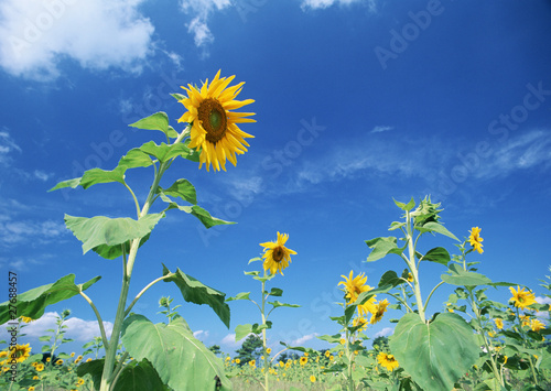 Photo: flower flower