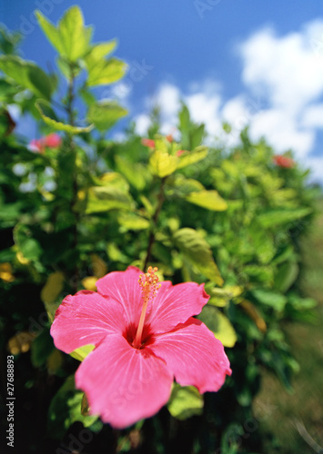 Photo: flower flower