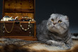 cat