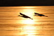 Silhouette Flight