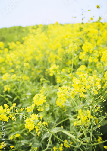 Photo: flower flower