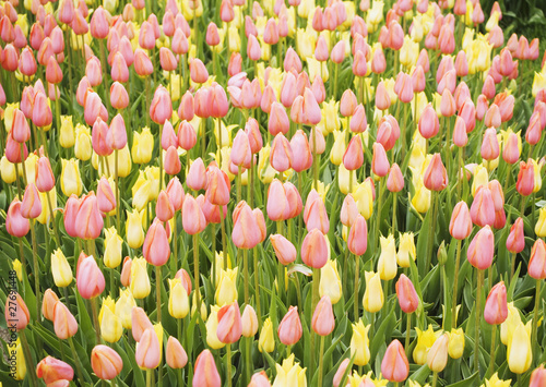 Photo: flower flower