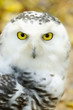 Snowy Owl