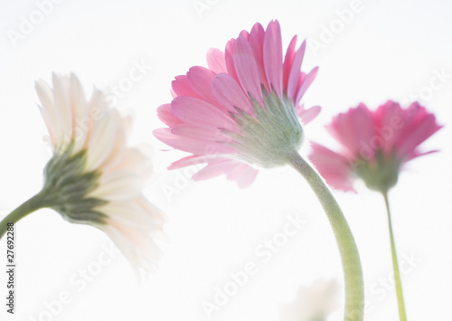 Photo: flower flower