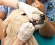 Veterinarian Cleaning Dog's Teeth Veterinarian Cleaning Dog's Teeth