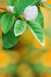 Quince bud