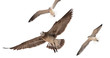 Seagulls Seagulls