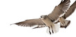 Seagulls Seagulls