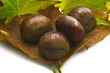 Castagne Close up