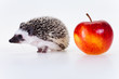 Cute hedgehog