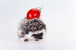 Cute hedgehog