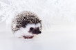 Cute hedgehog