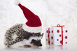 Hedgehog christmas
