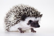 Hedgehog